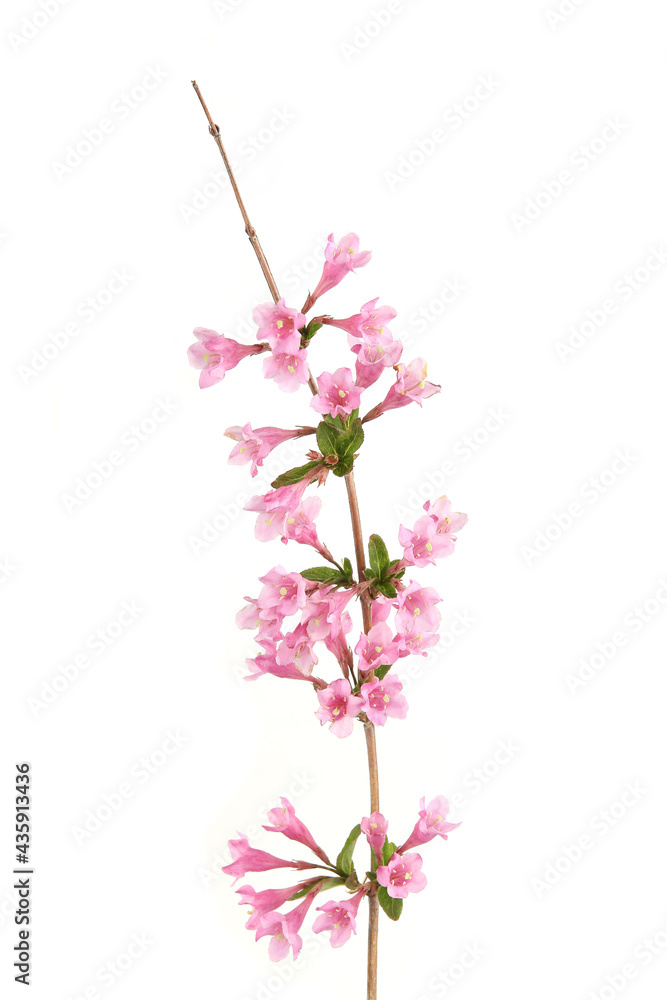 Weigela branch isolated on white background. Blooming flowers of weigela florida shrub in spring.