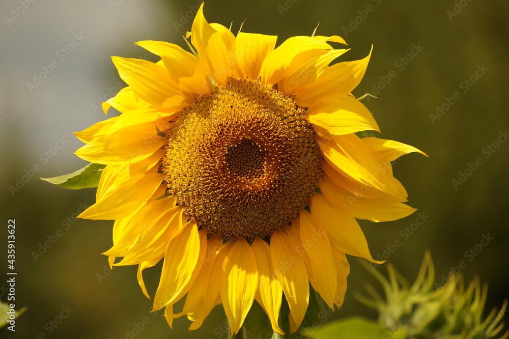 Fototapeta premium sunflower in the garden