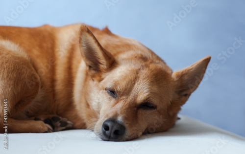 redhead dog sleeping on a light background