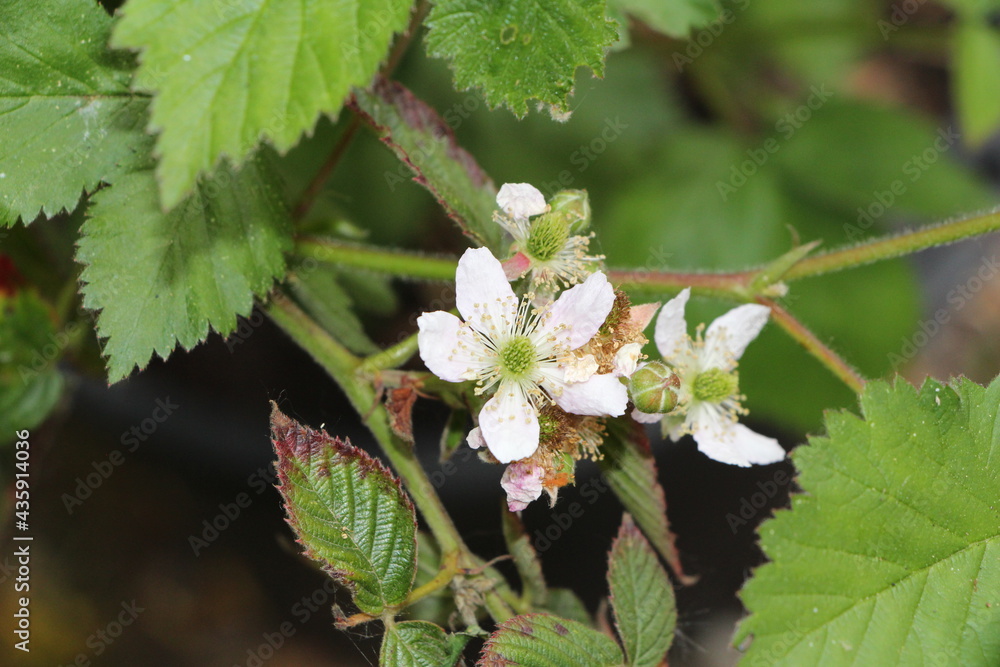 framboisier en fleurs