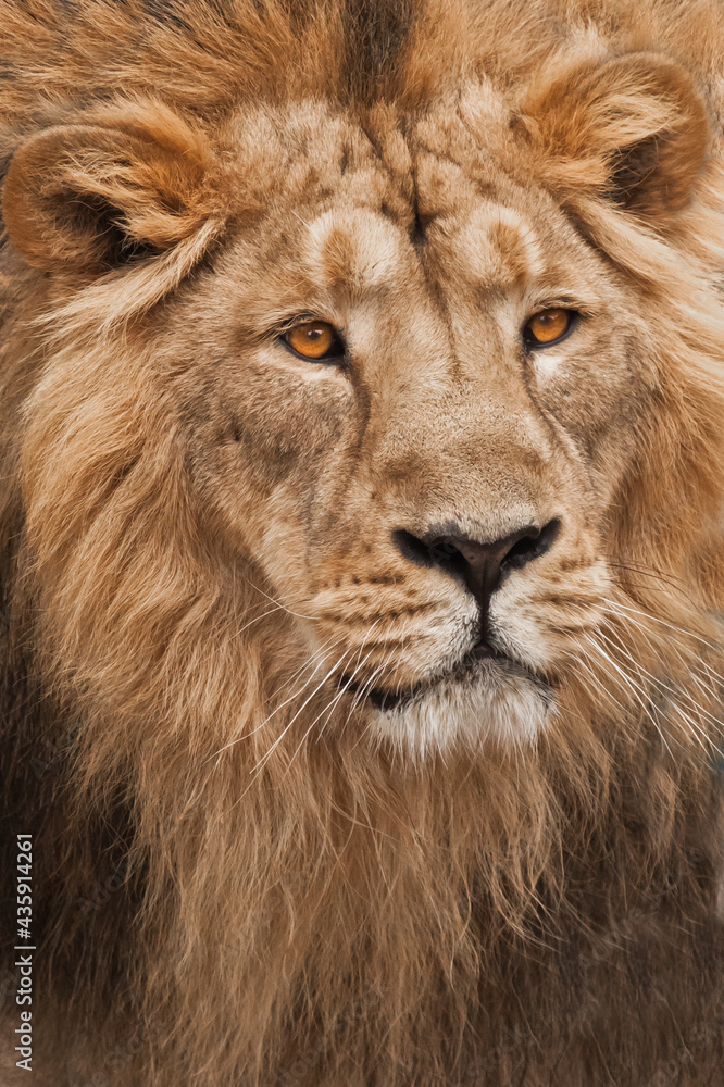 A portrait of a male lion filling the entire frame with his gorgeous golden mane