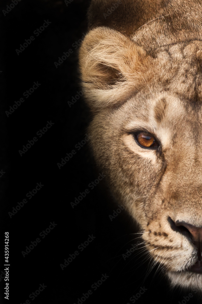 hungry lioness, half of the portrait, cut off. lioness on a black background. Muzzle of a severe lioness - obrazy, fototapety, plakaty 