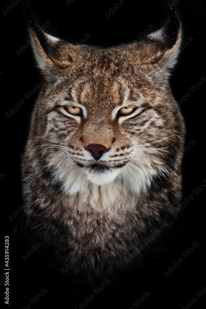 Smart Face Of Lynx Cat Matte/Glossy PosterWellcoda 