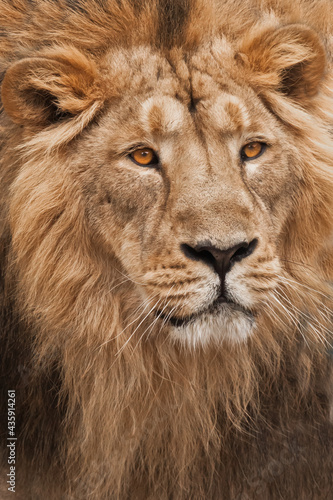 A portrait of a male lion filling the entire frame with his gorgeous golden mane