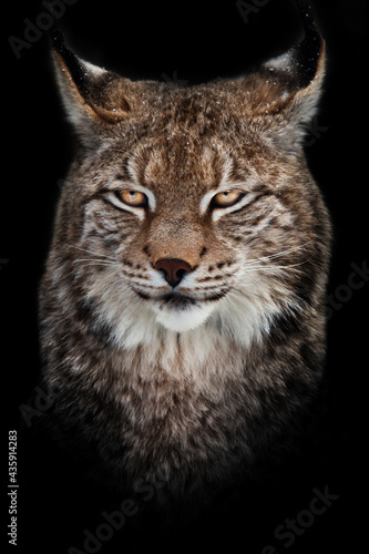 proud cat lynx majestically looks portrait on black background