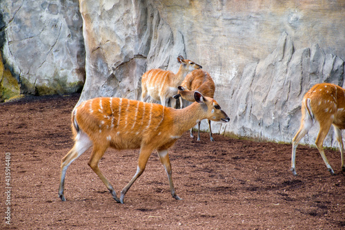 impala in the zoo