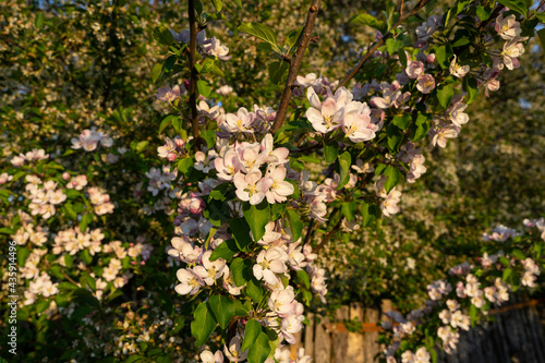 Abundant apple blossoms in early spring
