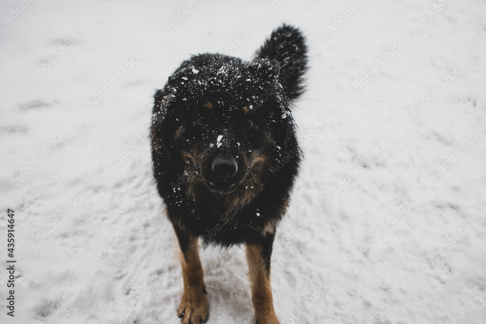 Naklejka premium Dog in snow