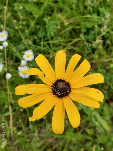 bee on flower