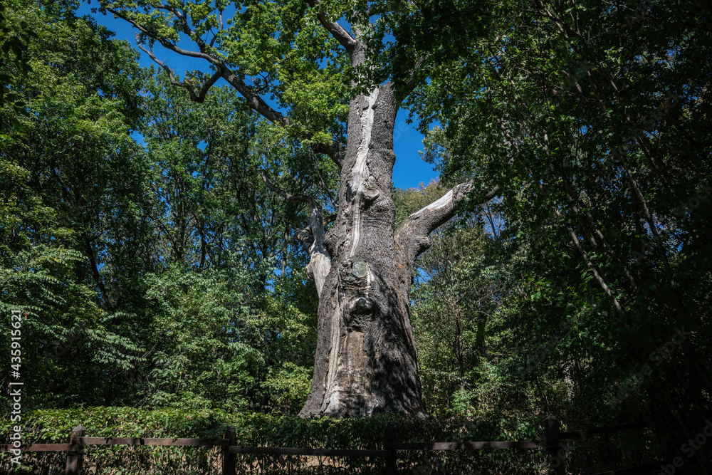 Ancient millennial oak tree in a forest clearing Ancient millennial oak tree in a forest clearing