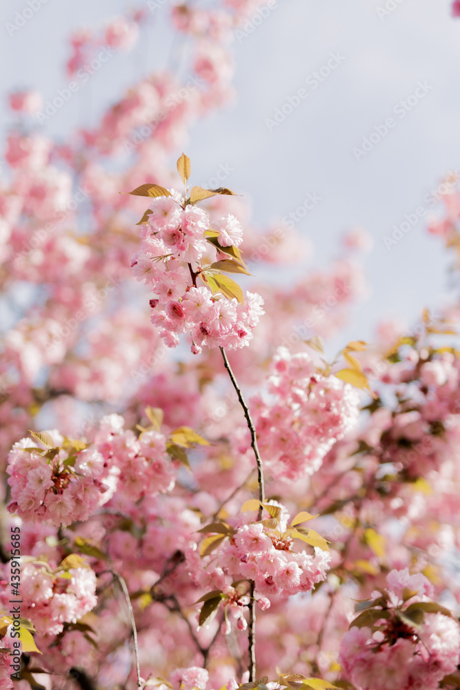 pink sakura tree blooms in spring pink sakura tree blooms in spring