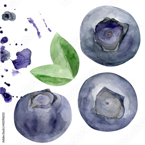 Blueberries and leaves with splashes watercolor illustration. Tasty and organic blueberry. Hand drawn fresh ripe dark blue berry in vector format. Blackberry healthy super food.