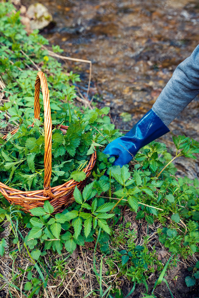 Obraz premium Picking nettles in a basket