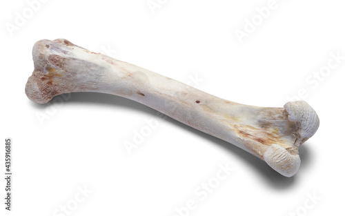 Turkey Bone