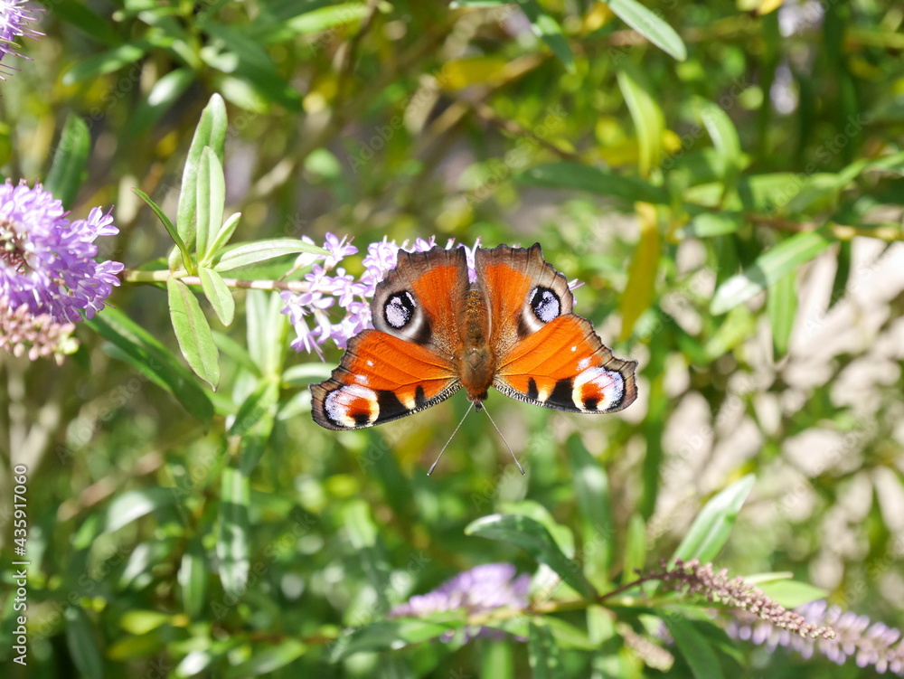 Obraz premium butterfly on flower