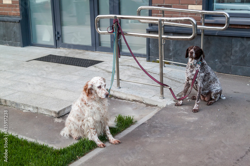 Photography Two dogs are waiting for their owners on leash near shopping center outside