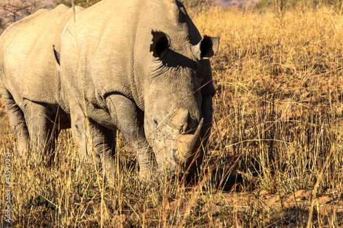 White Rhino in the South African sun.