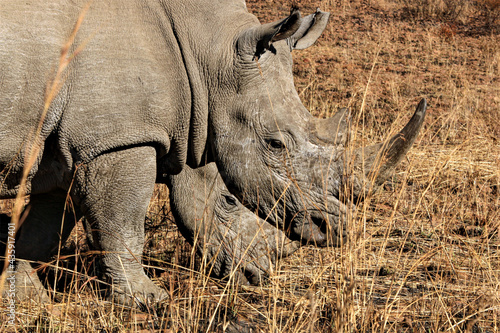 White Rhino in the South African sun.