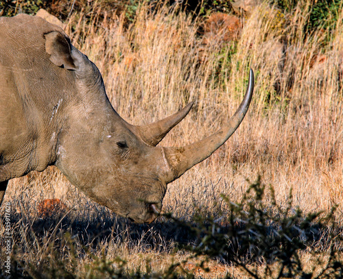 White Rhino in the South African sun.