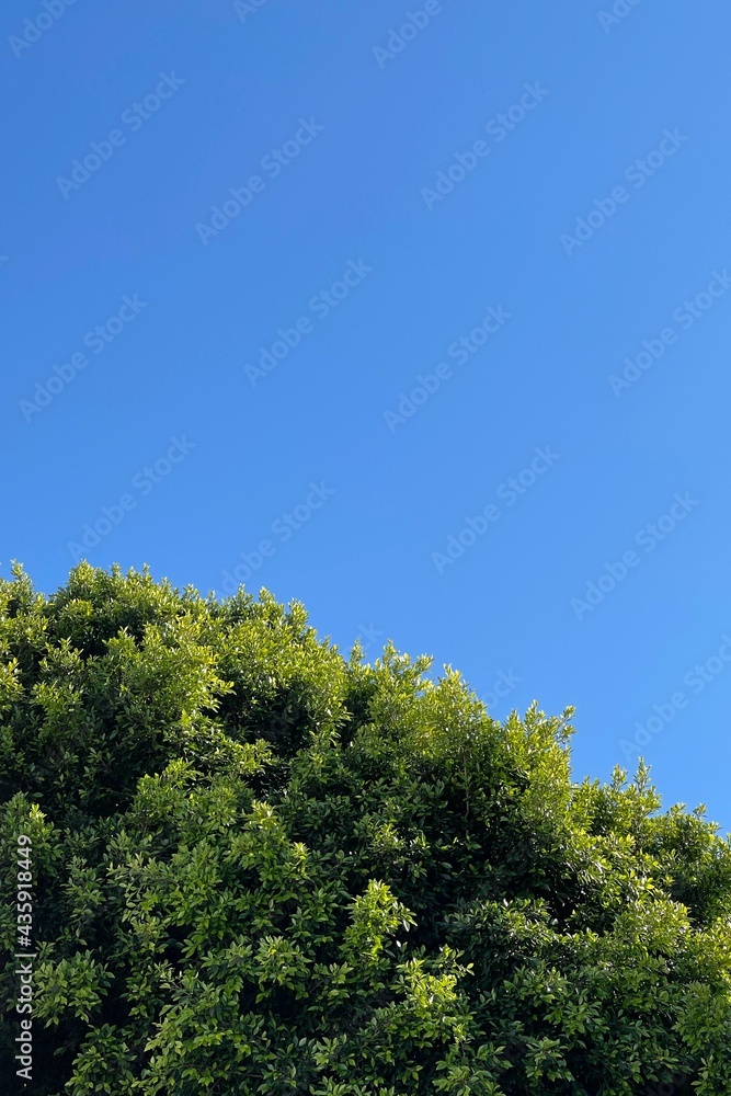 green tree and clear blue sky