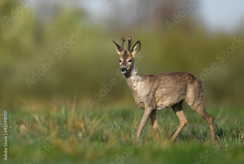 Roe deer male ( Capreolus capreolus ) © Piotr Krzeslak
