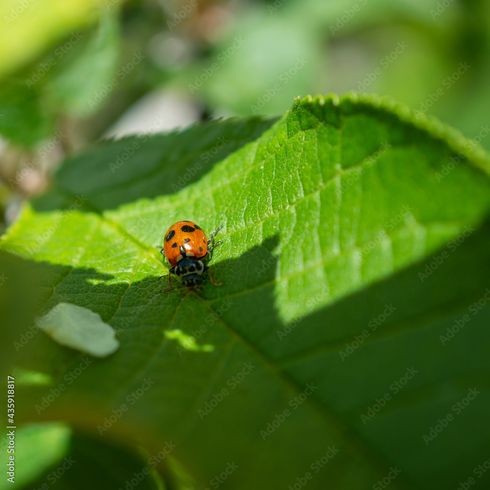 Red ladybug on a leaf of a tree. Red ladybug on a leaf of a tree.
