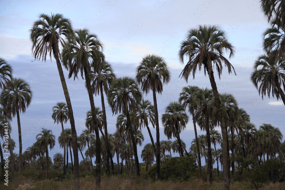 parque nacional el palmar argentina