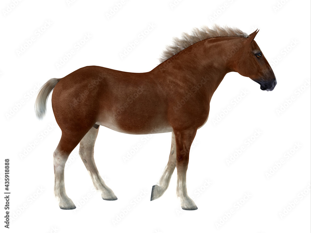 Fototapeta premium Belgian Horse - The Belgian is a distinctive breed of horse developed in Belgium as a heavy draft to do farm work.