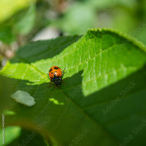 Red ladybug on a leaf of a tree.