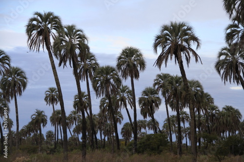 Foto parque nacional el palmar argentina