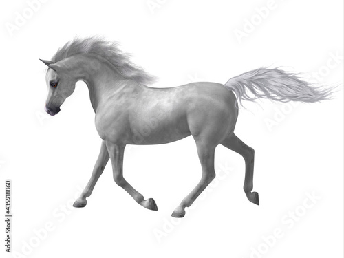 Arabian Horse - The Arabian or Arab is a distinctive breed of horse developed in the Arabian Peninsula with a fine featured face and high tail carriage.