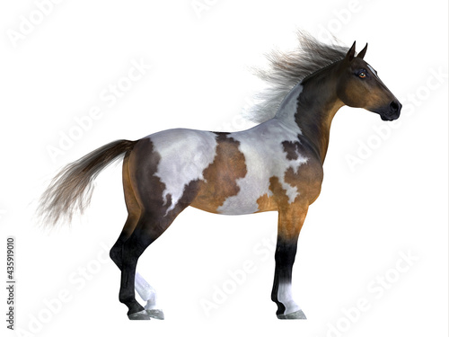 Wild Mustang Stallion - The Mustang is a wild free-roaming horse of the Western United States and can be various coat colors.