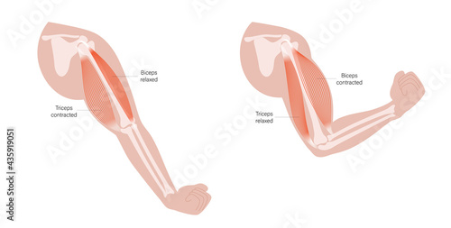 Biceps and triceps anatomy
