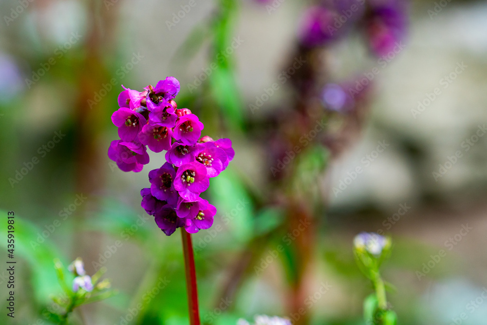 Bergenia crassifolia blossom isolated with blurry background Bergenia crassifolia blossom isolated with blurry background