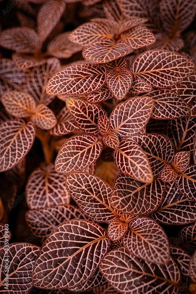 Fototapeta premium red leaves close up in the detail