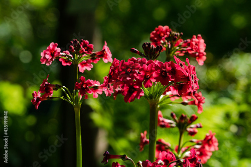 Verbena bonariensis blossoms in pink with a blurry background