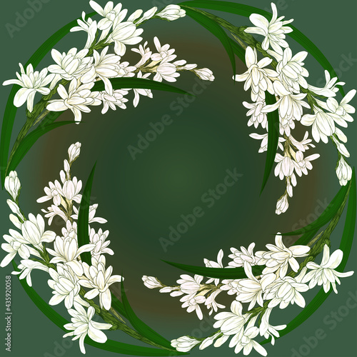 Tuberose - vector image of perfumery and cosmetic plants. Use printed materials, fabric prints, posters, postcards, packaging.