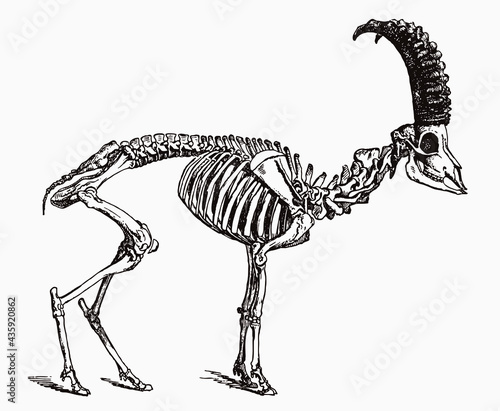 Skeleton of male Alpine ibex in profile view, after antique engraving from the 19th century