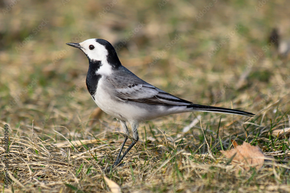 Fototapeta premium Closeup of a white wagtail - Motacilla alba - in the park on a blurry background