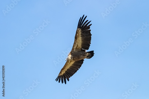 The griffon vulture - Gyps fulvus- flying in the Sierra de Cazorla  Jaen  Spain
