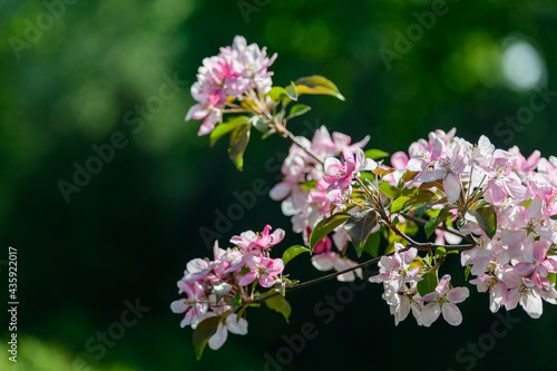 Wallpaper Mural Blooming apple tree branch covered with pink flowers Torontodigital.ca