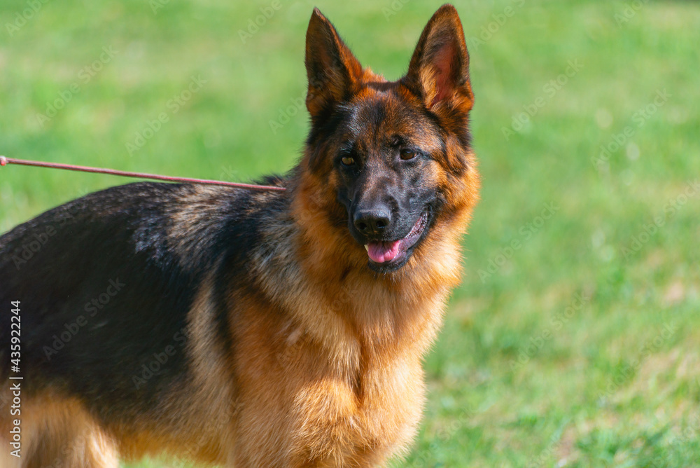 German shepherd dog on a green meadow. German shepherd dog on a green meadow.