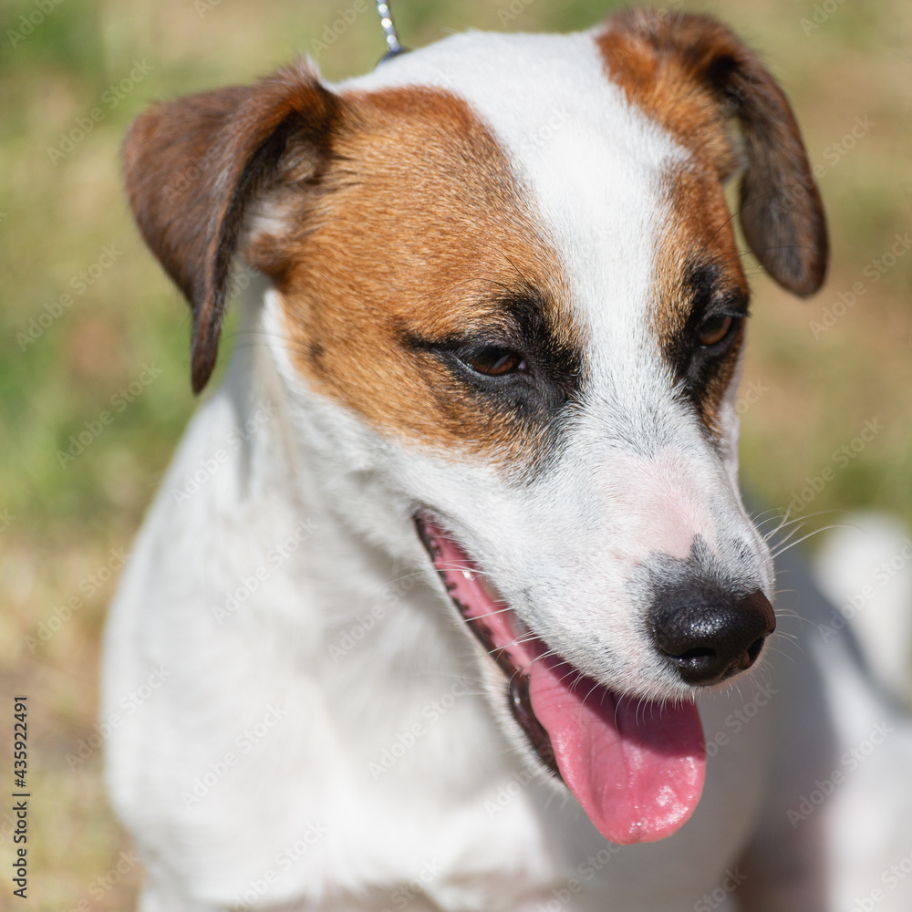 Jack Russell Terrier is a breed of hunting dogs. Jack Russell Terrier is a breed of hunting dogs.
