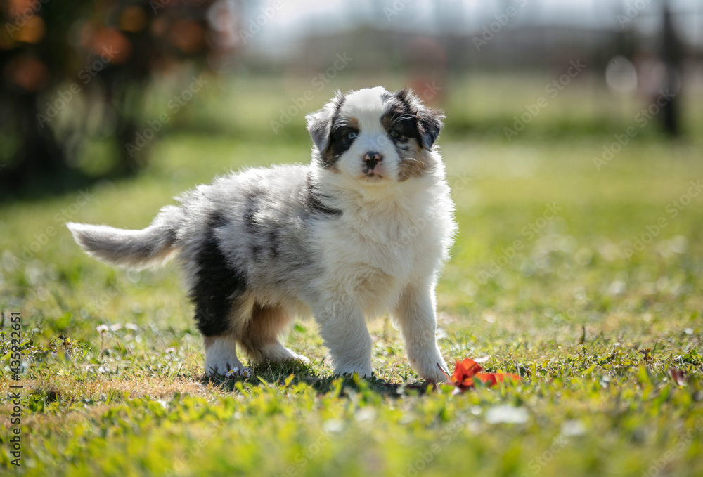 Australian shepherd puppy in the grass Australian shepherd puppy in the grass