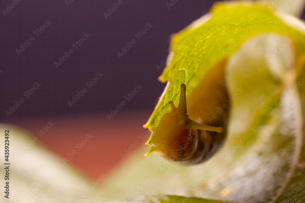 Fototapeta premium The European black or red slug