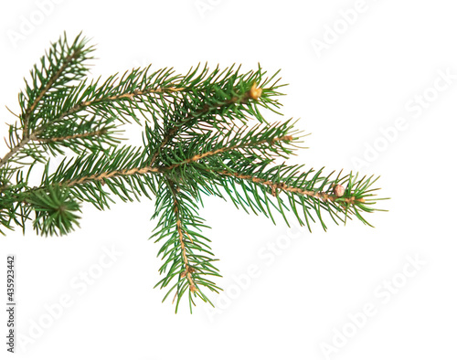 branch of Christmas tree  with cones isolated on white background © Olena Svechkova