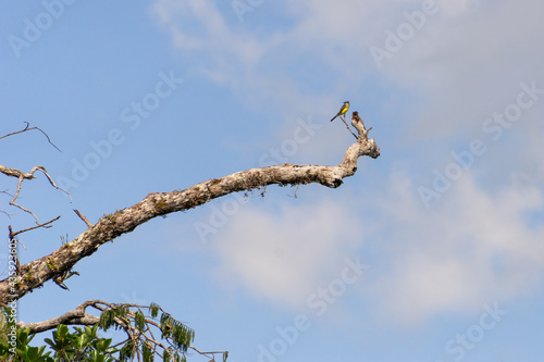Amazon Rain Forest, bird in tree © Avleen
