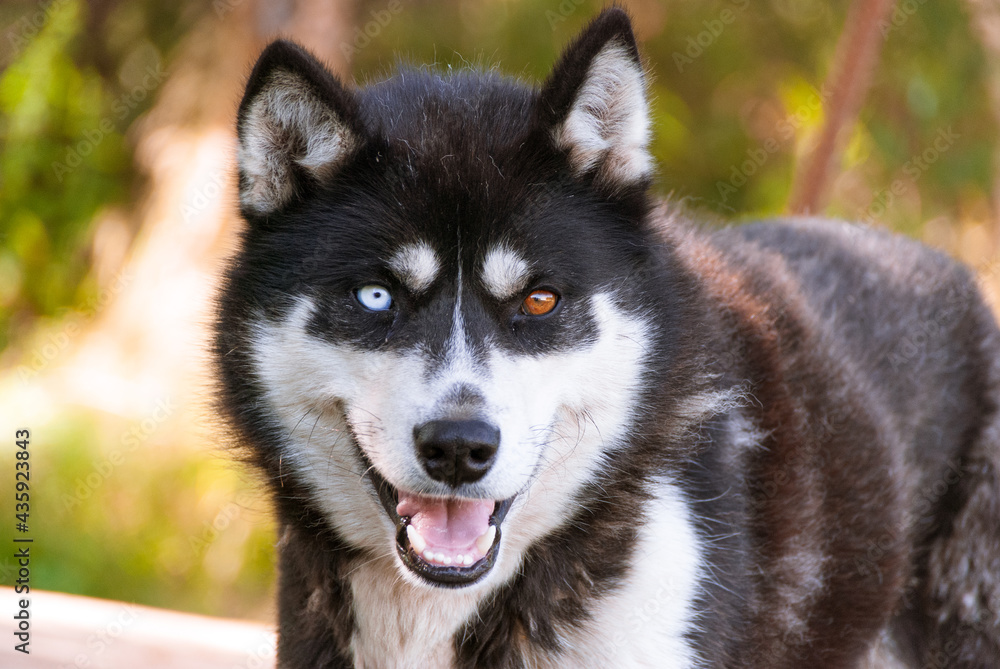 Siberian Husky in Kamchatka, Russia Siberian Husky in Kamchatka, Russia