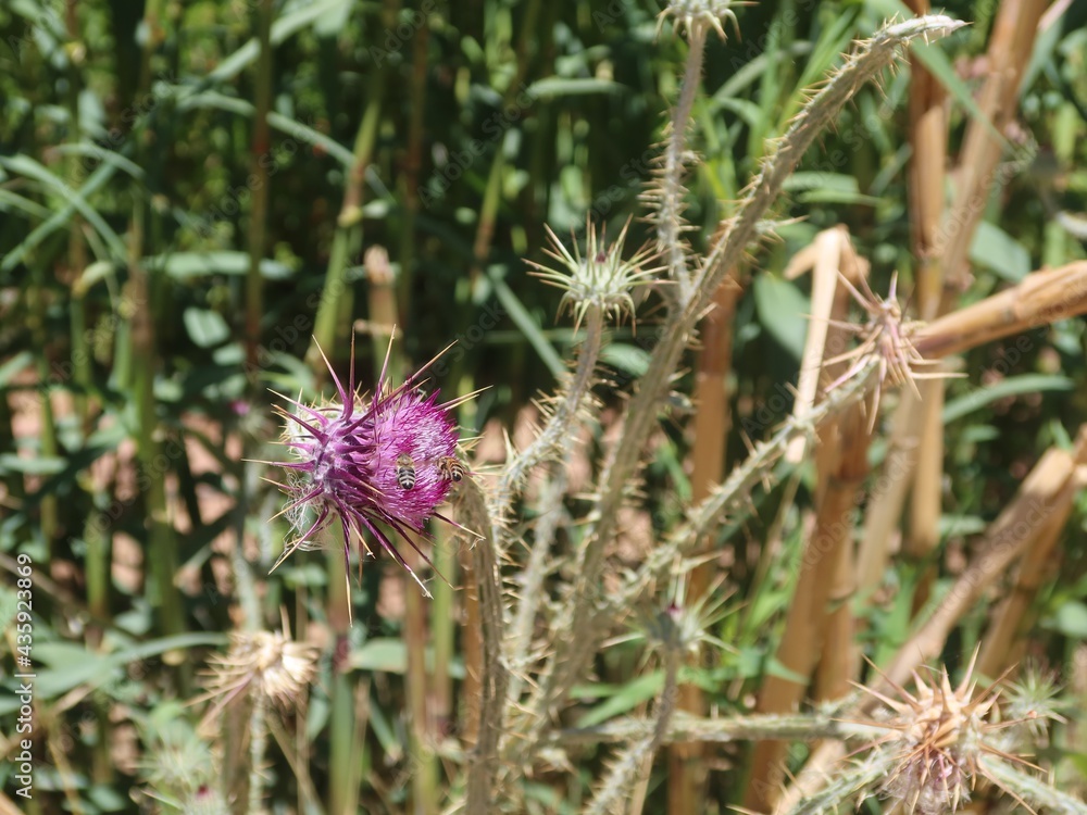 Milk Thistle purple flower with its thrones in the wilderness mountains and valleys of saint Catherine in Sinai in Egypt Milk Thistle purple flower with its thrones in the wilderness mountains and valleys of saint Catherine in Sinai in Egypt