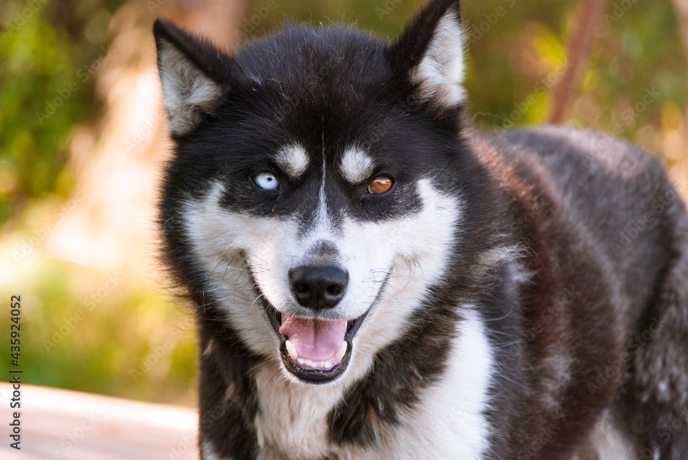 Siberian Husky in Kamchatka, Russia Siberian Husky in Kamchatka, Russia